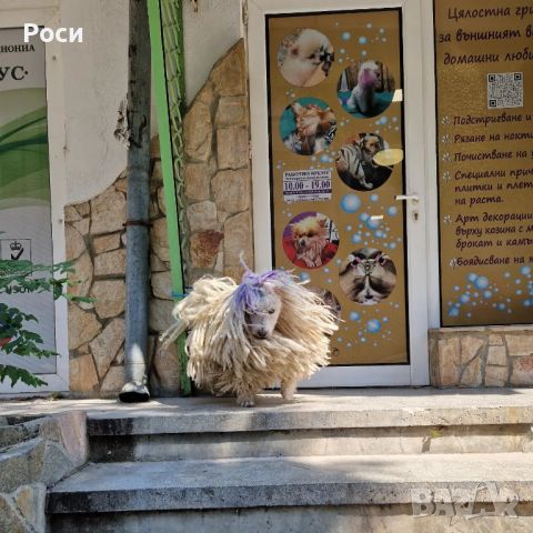 Подстригване на домашни любимци Варна , снимка 5 - Ветеринари и услуги - 45514678