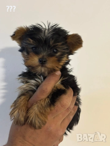 йоркширски териер 