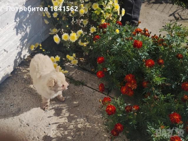 Продава се , снимка 4 - Пинчер - 52245560