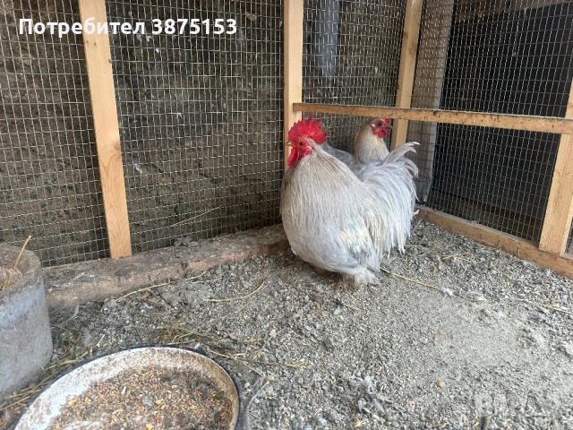 Мини Кохин , снимка 5 - Кокошки и пуйки - 53303798