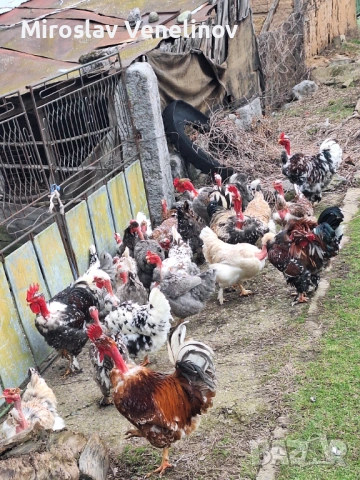 Продавам оплодени яйца от кокошки голошиики, снимка 3 - Кокошки и пуйки - 53650692