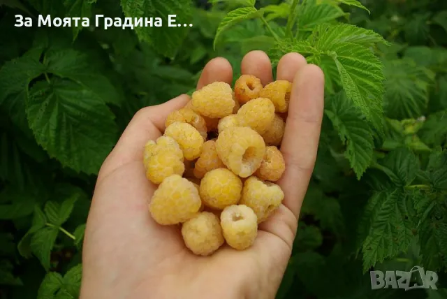 Жълта малина 5 Сорта , снимка 2 - Градински цветя и растения - 49492142