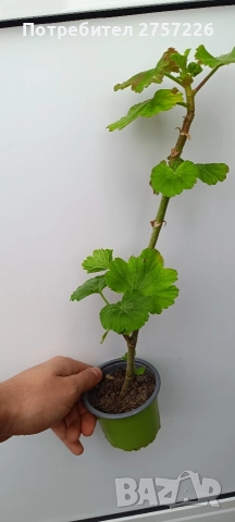 Pelargonium nada k, снимка 2 - Стайни растения - 52988038