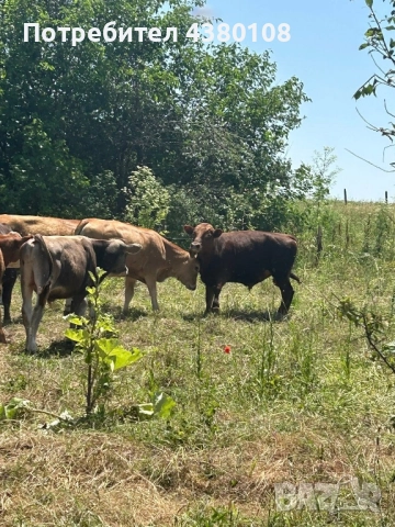 9 женски 2 мъжки телета, снимка 1