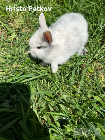 Просавам Декоративни Зайчета , снимка 4 - Други - 54243966