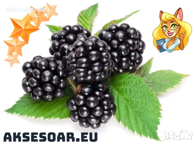 Висококачествени нови семена от хранителна Къпина без бодли Rubus rusticanus 50+ семена антиоксидант, снимка 15 - Сортови семена и луковици - 49257573