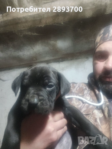 Черни КАНЕ КОРСО с ПАСПОРТ и ВАКСИНА, снимка 2 - Кане корсо - 52628179