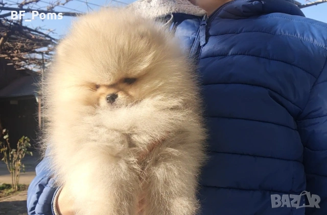 Страхотно момченце померан с родословие FCI, снимка 6 - Померан - 52918943