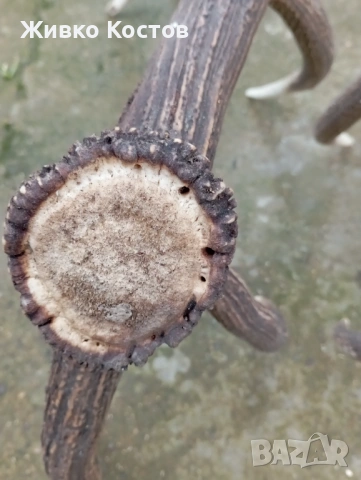 Продавам рога от елен ., снимка 5 - Други услуги - 53637621