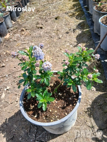 Калифорнийски люляк, снимка 6 - Градински цветя и растения - 54133466