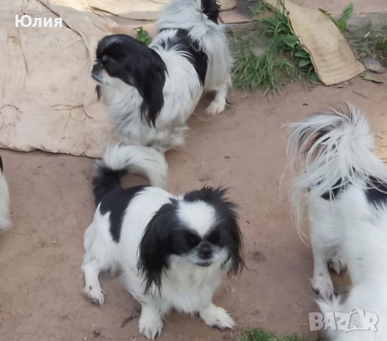 Японски хинчета, снимка 3 - Други - 52506287