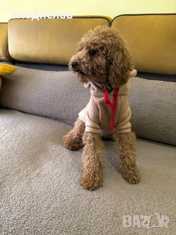 Той пудел на 1г и 4м , снимка 8 - Пудели - 52943954