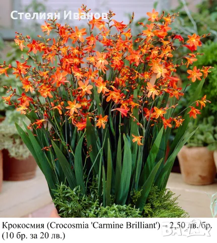 КРОКОСМИЯ (Crocosmia) сортове – луковици, снимка 7 - Сортови семена и луковици - 49327886