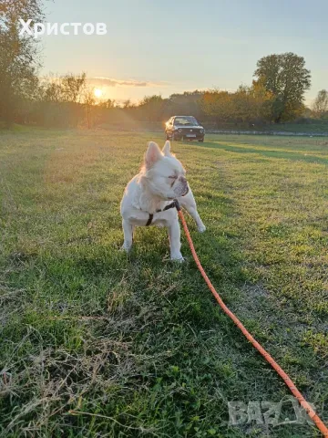 Мъжко флуфи (флъфи) за разплод, снимка 14 - Френски булдог - 46959509