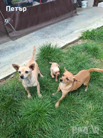 Продавам женски пинчер , снимка 4 - Пинчер - 53924665