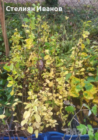 Японска дюля, хеномелес, планински лимон (Chaenomales x superba 'Nicoline'), снимка 6 - Градински цветя и растения - 52354276