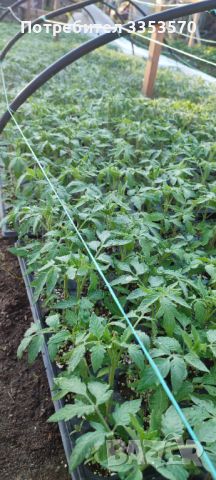 Разсад домати и краставици, готови за разсаждане!, снимка 9 - Разсади - 45208415