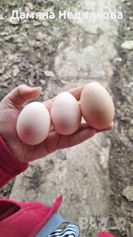 оплодени яйца от австралорп , снимка 5 - Кокошки и пуйки - 53752921