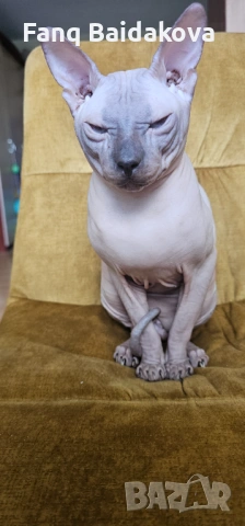 Мъжки сфинкс за разплод