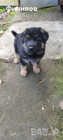 Немски овчарки 