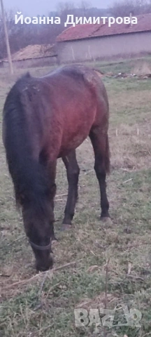 Дванадесет годишна кобила! ПРОДАВАМ! , снимка 3 - Коне - 53494300