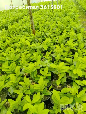 лавровишна 4лв, снимка 6 - Градински цветя и растения - 50394939