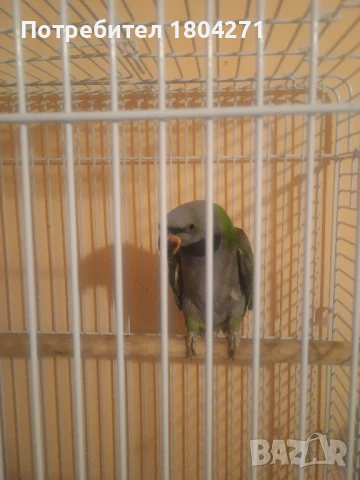 Китайски Александър , снимка 2 - Папагали - 51292952