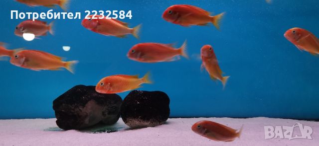 Рибки Африкански цихлиди, Tropheus Red Bishop! , снимка 3 - Рибки - 45675637