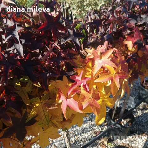 Ликвидамбър, Амброво дърво, Liquidambar , снимка 13 - Градински цветя и растения - 46214418