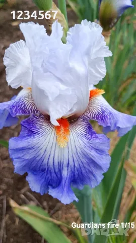 Ириси ризоми от сортови брадати ириси, снимка 10 - Градински цветя и растения - 50398119