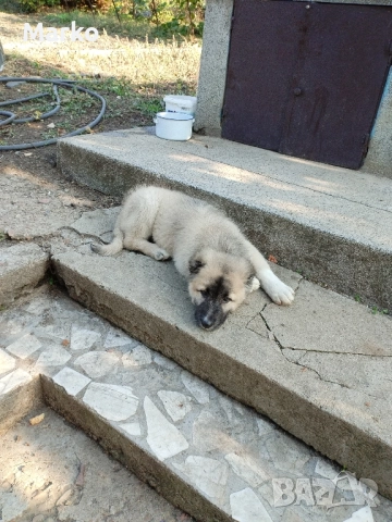 Кангал, снимка 3 - Кангал - 52077831