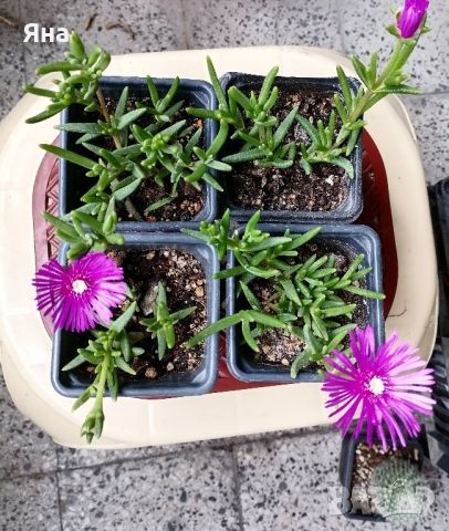 Делосперма , снимка 4 - Градински цветя и растения - 45448784