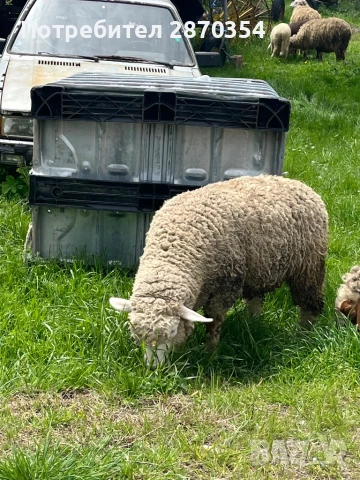 Ил Дьо Франс, снимка 9 - Овце - 50585537