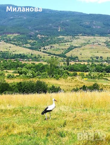 Продавам имот във Везенска махала на с.Жиленци,Кюстендил., снимка 14 - Парцели - 46382277