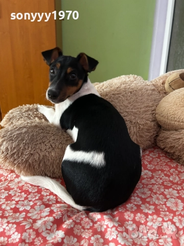 джак ръсел 2712251847, снимка 16 - Джак ръсел териер - 52914484