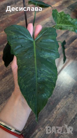 Philodendron Fiddle Lime, снимка 1 - Стайни растения - 46791782