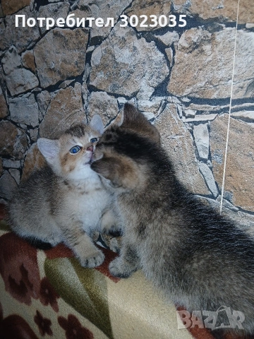 британска чинчила с родословие 600лв , снимка 8 - Британска късокосместа - 53013627