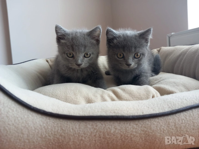 Британски Котета момичета , снимка 8 - Британска късокосместа - 52933244