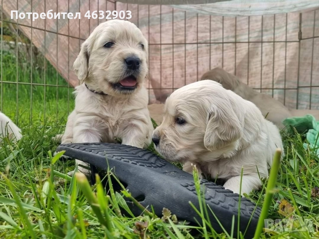 голдън ретривър момче кремаво, снимка 2 - Голдън ретривър - 52775962