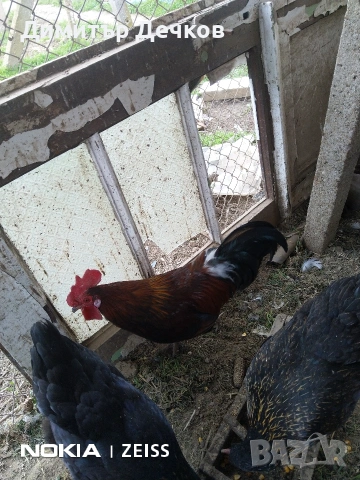 2 бр петлета, снимка 4 - други­ - 54057737