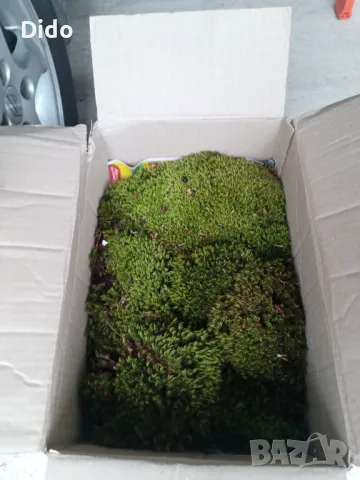 Горски мъх Декорация Естествен Скандинавски мъх.., снимка 5 - Декорация за дома - 37560798