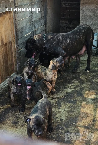  Дого Канарио/Преса Канарио , снимка 2 - Други - 39147445