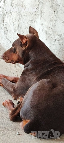 Продавам родословни добермани.Жендки и мъжки.Тел.0884276911, снимка 7 - Доберман - 53745178