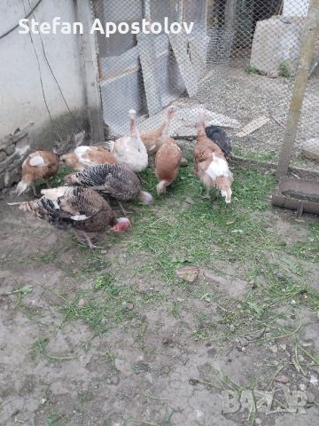 яйца от пуики, снимка 5 - Кокошки и пуйки - 45146830