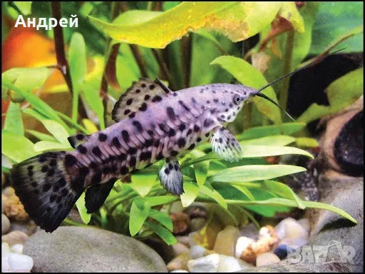 Калихти чифтове, снимка 3 - Рибки - 49857066