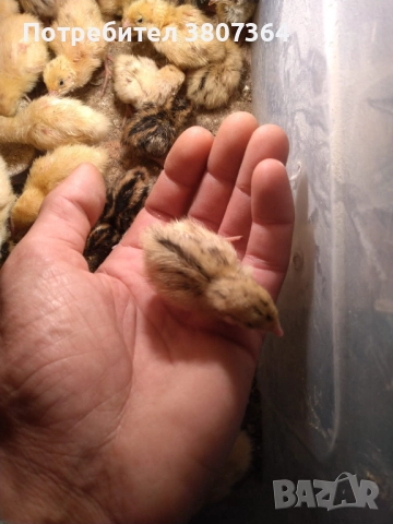 Яйца от пъдпъдъци разплодни и за консумация , снимка 2 - други­ - 52701949
