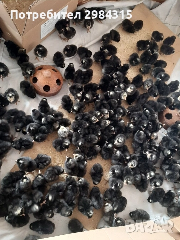 Продават се пиленца 