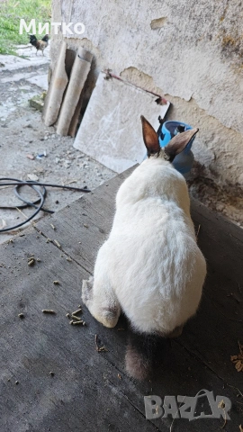 Зайци, снимка 14 - Други - 53499260