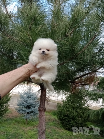 Померани. Реални снимки от 22.12.25, снимка 3 - Померан - 52809073