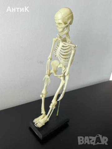 Соц Учебен Модел на Човешки Скелет, снимка 10 - Антикварни и старинни предмети - 51136257